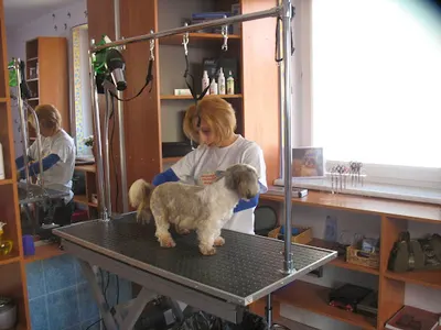 Jeppe - Strzyżenie Psów